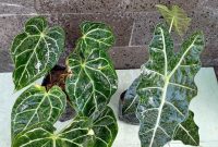 Cara Merawat Keladi Agar Tumbuh Sehat